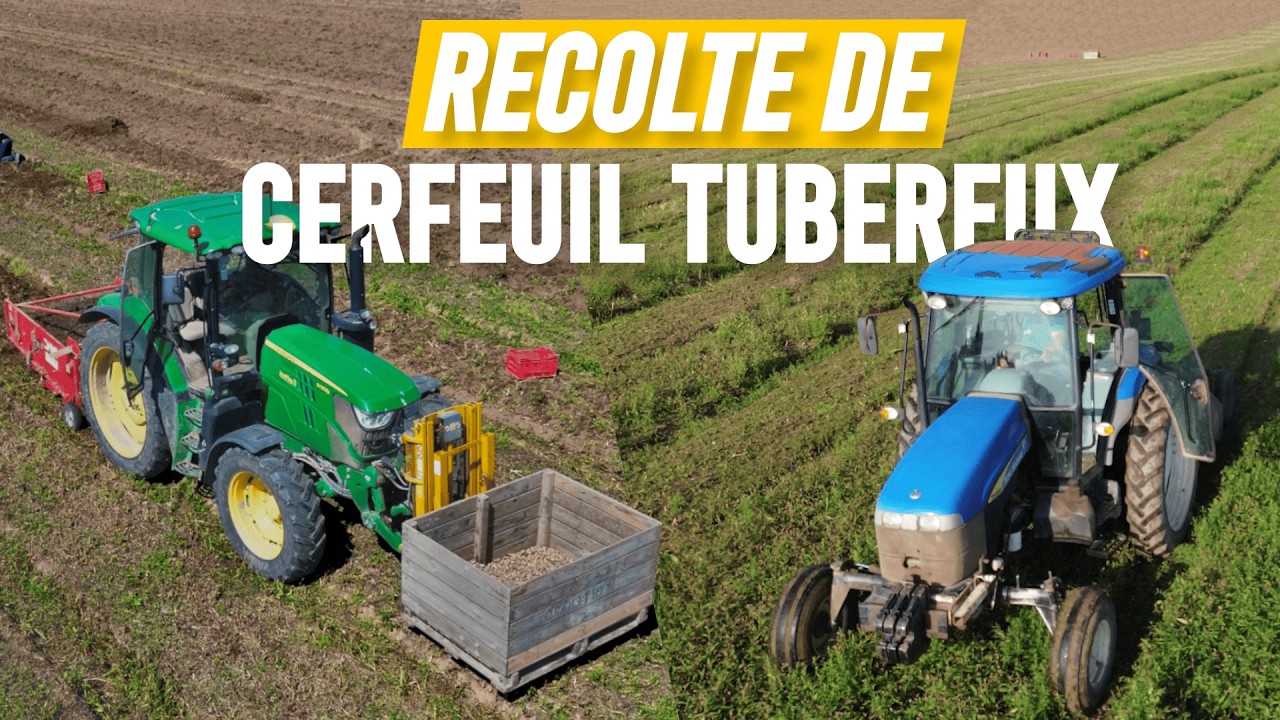 Récolte du cerfeuil tubéreux 2024: un légume rare aux saveurs uniques