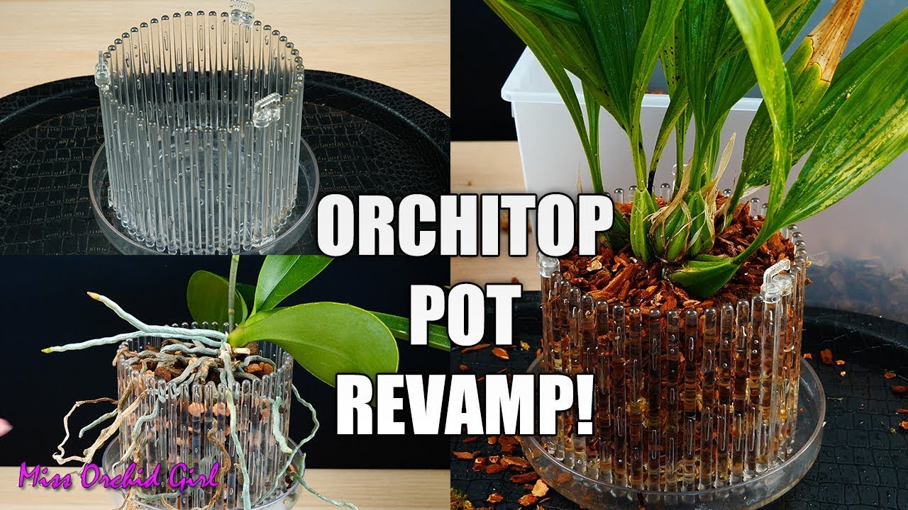 Using Orchitop Carousel Pots with Orchids - Gongora Orchid Update!
