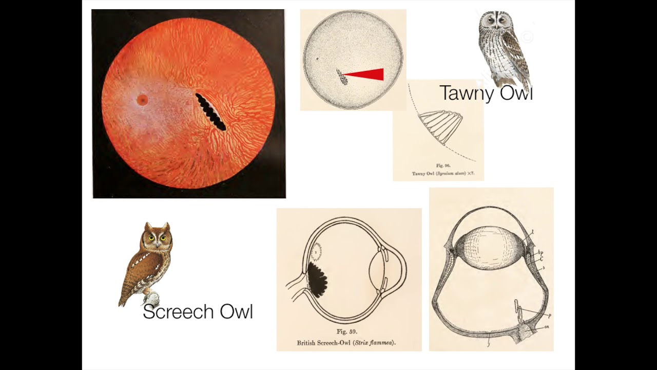 Casey Wood and The Fundus Oculi of Birds