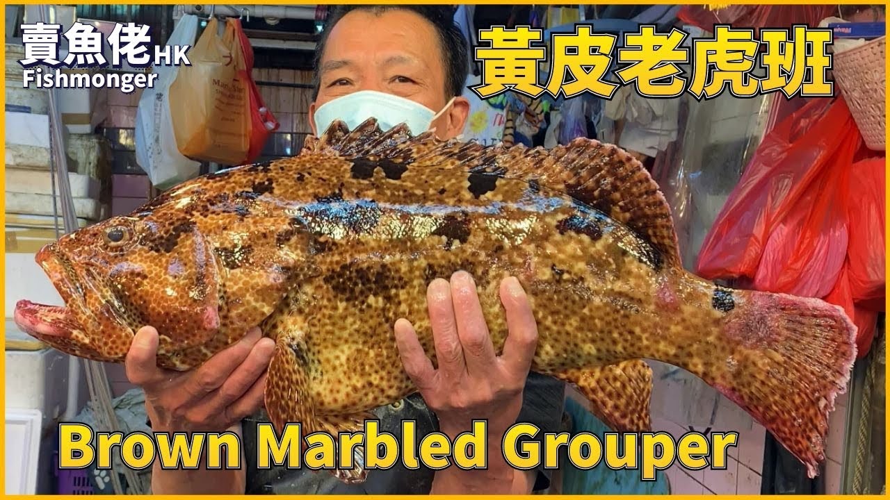 HKD240/斤 黃皮老虎斑 Brown Marbled Grouper【賣魚佬 OH! Seafood HK】｜西環魚王