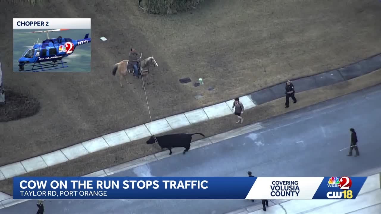 Holy cow! Man on horseback wrangles loose cow in Port Orange neighborhood