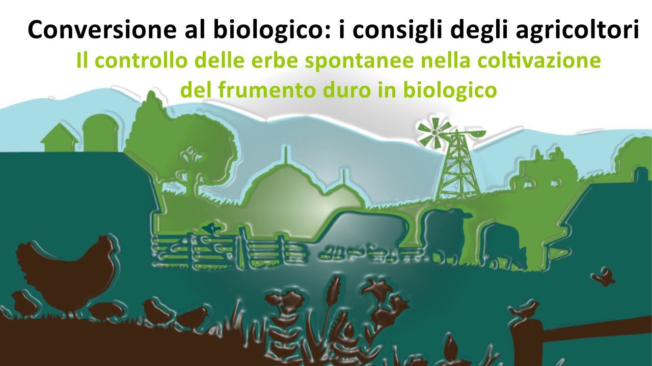 FRUMENTO DURO - controllo delle erbe spontanee nella coltivazione biologica del frumento duro
