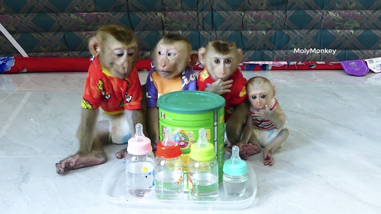 Exactly Good Behavior Donal Molly Zuji & Cici Can Wait Mum Mixed