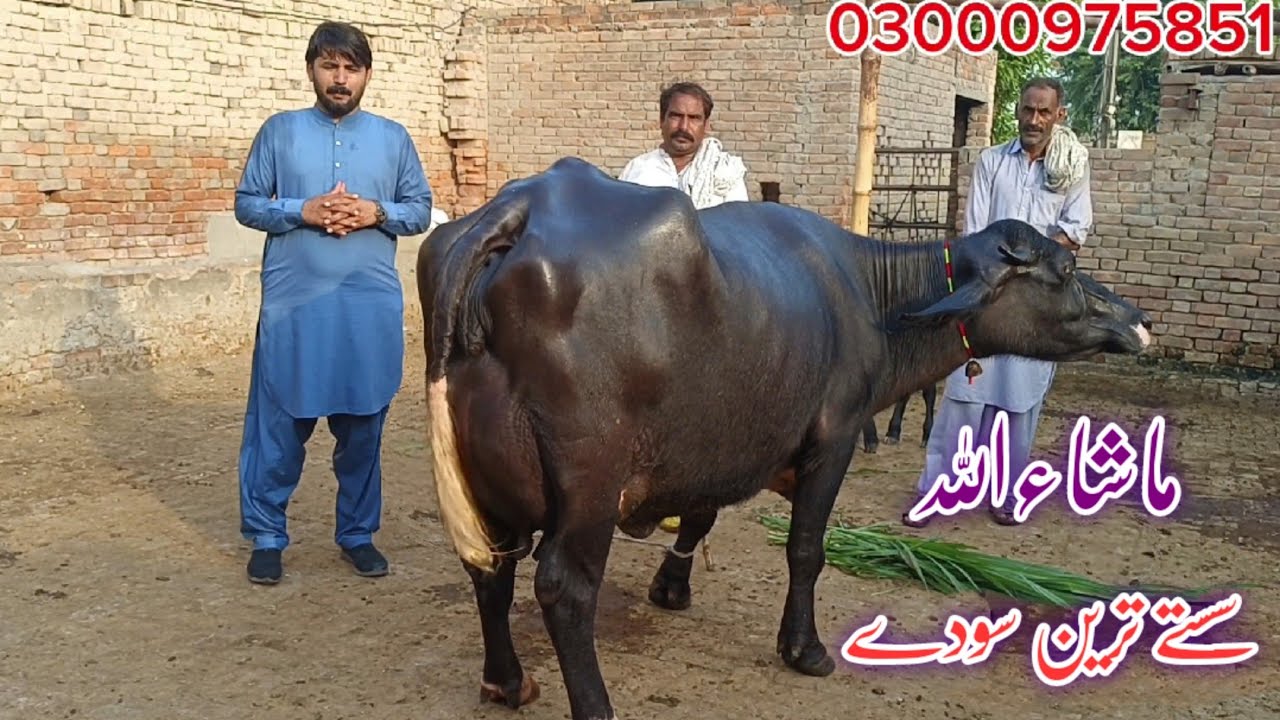 Pure Nili Ravi Buffalo's for sale in punjab pakistan on youtube 13 September 2024