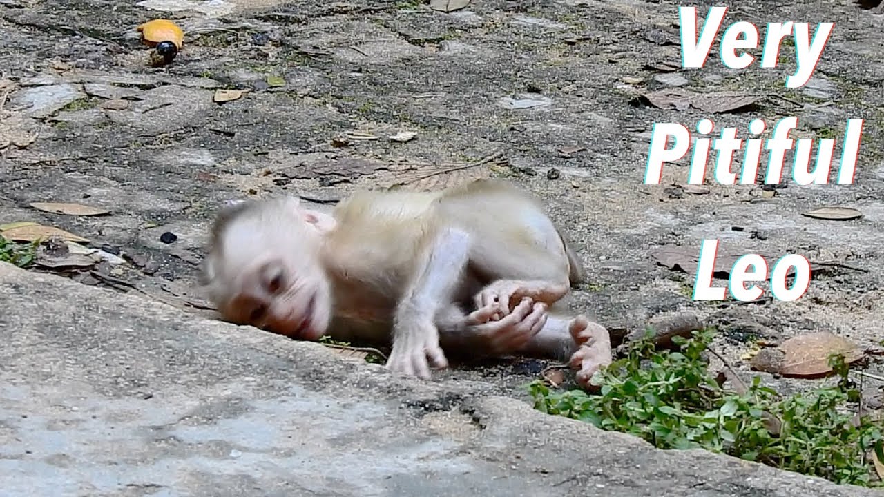 Nice Clip!  Pitiful Lovely Baby Leo Too Much Hungry Milk Why Mom Unhappy With Cute Baby Monkey?