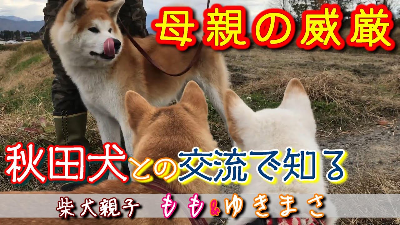 【犬の序列 前編】犬の力はサイズで決まらない！小さい柴犬親子が巨大な秋田犬に会ったら貫禄の差が出た！！