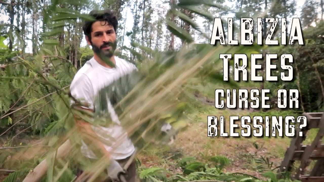Albizia Trees - How we manage them using PERMACULTURE techniques