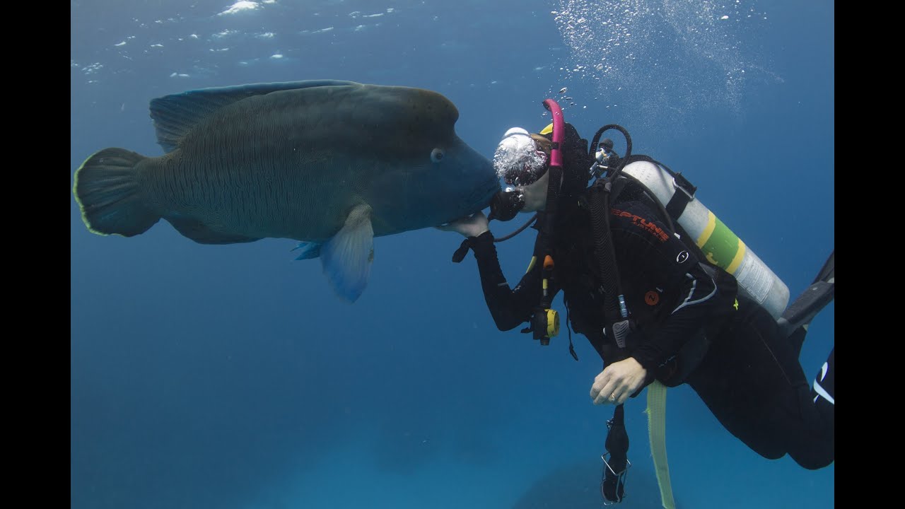 Pro Dive Cairns liveaboard (Advanced Open Water and coral spawning attempt)