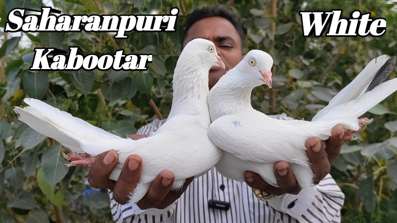 High  Flying Indian White Pigeon!! In The Best Top Quality Kabootar!! Arshad idrisi