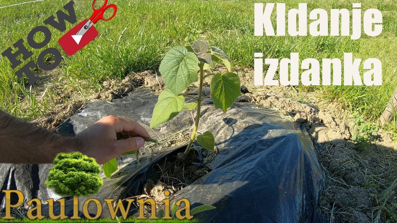 Paulownia pruning branches