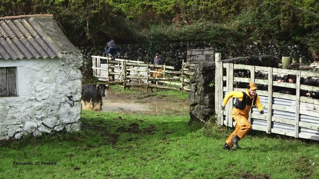 JAF - Teimosas e Perigosas (Stubborn & Dangerous The Coal Peak Cows) - As Vacas Do Pico Do Carvão