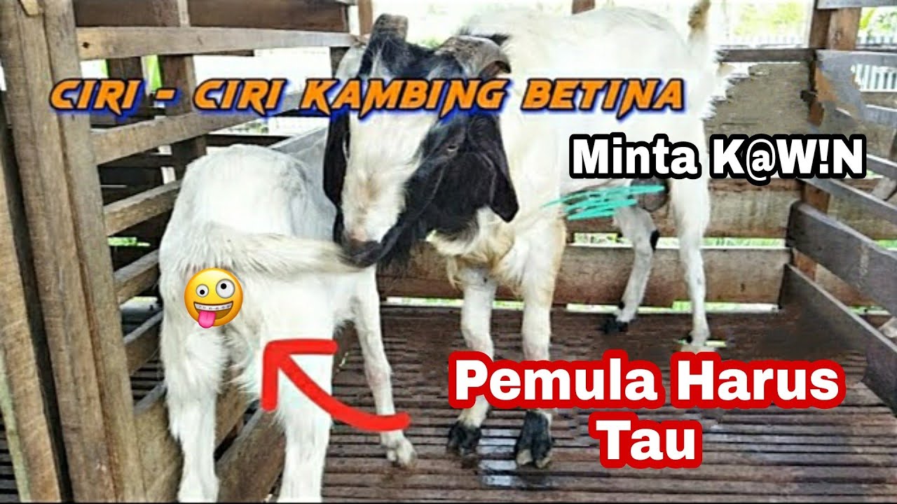 Ciri ciri Kambing Betina Bir4hi || Minta K4win Lengkap #ternakkambing #kambing  #kambingkawin