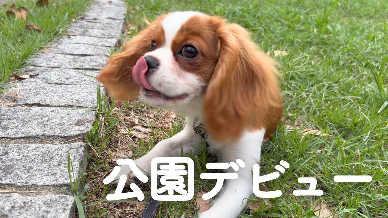 【生後5ヶ月キャバリア】涼しくなったのでようやく公園デビューしました