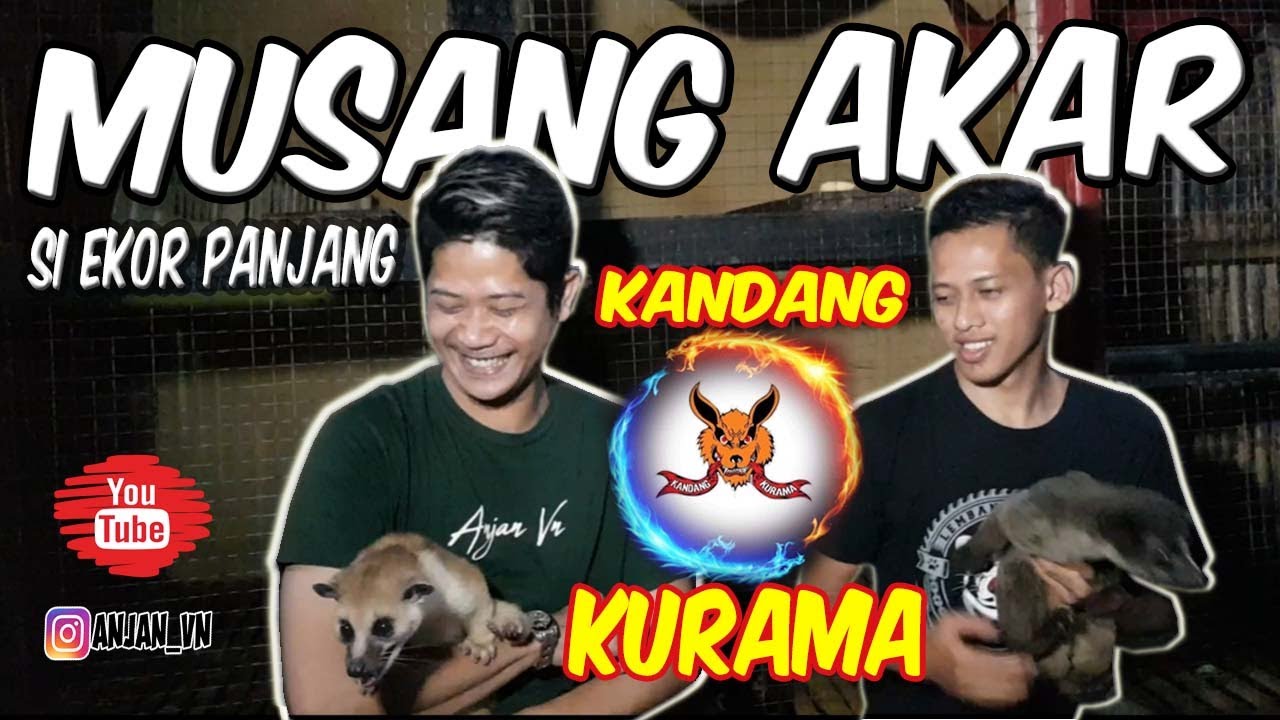 MUSANG AKAR SI EKOR PANJANG !!!