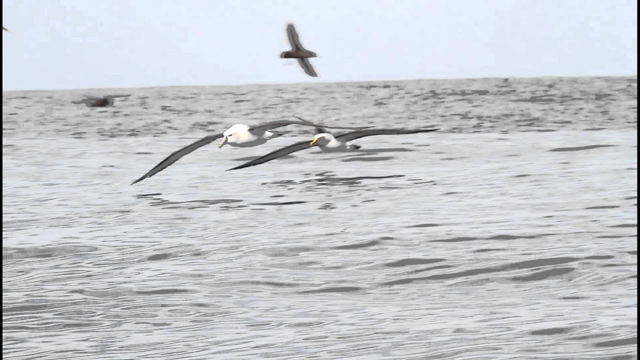 Shy Albatross, Buller's Albatross, Short-tailed Shearwater