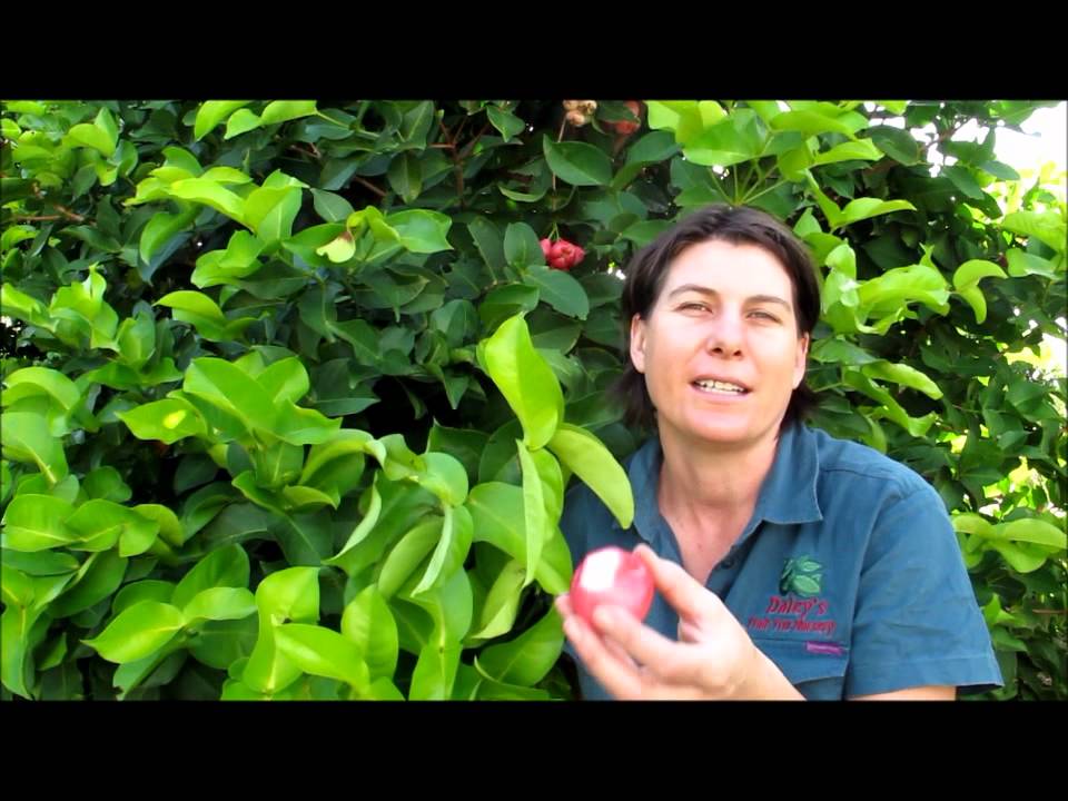 Growing Pink Wax Jambu Fruit Trees