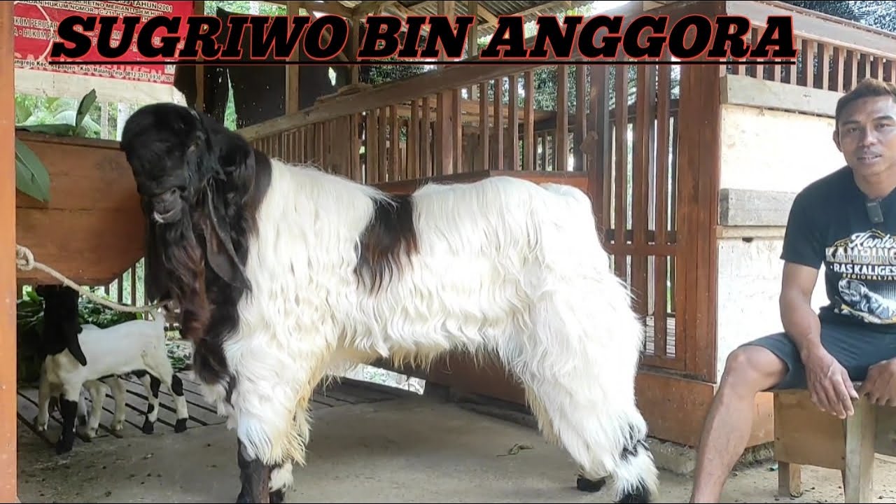 SUGRIWO BIN ANGGORA, kambing yang dulu harga 6 juta dikatakan kemahalan, JADI PRIMADONA SAAT INI
