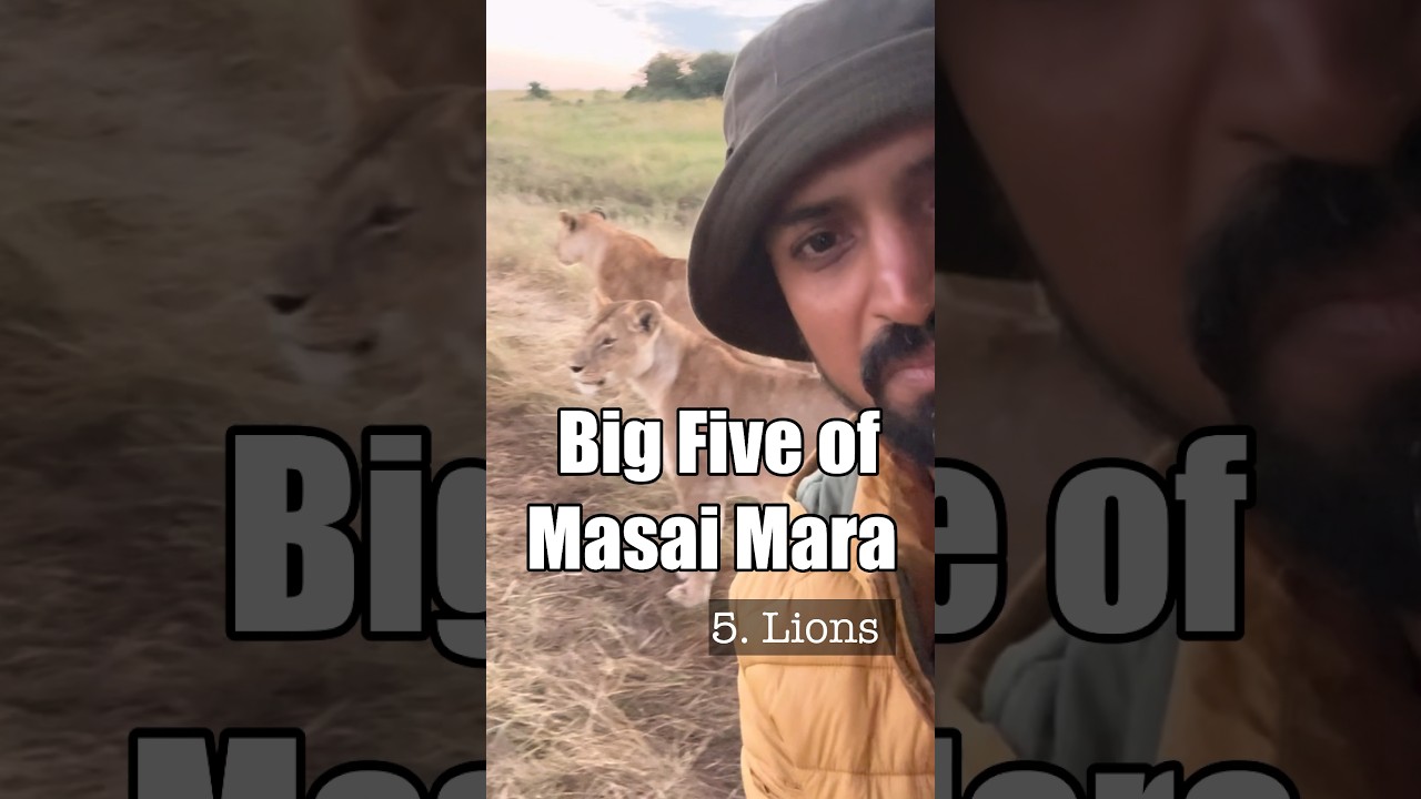 Big five of Masai Mara, Kenya #bigfive #kenya #masaimara #wildlifesafari #lions #leopard #rhino