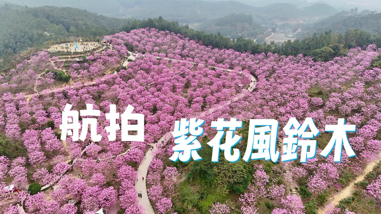 航拍/紫花風鈴木/江門綠美生態園