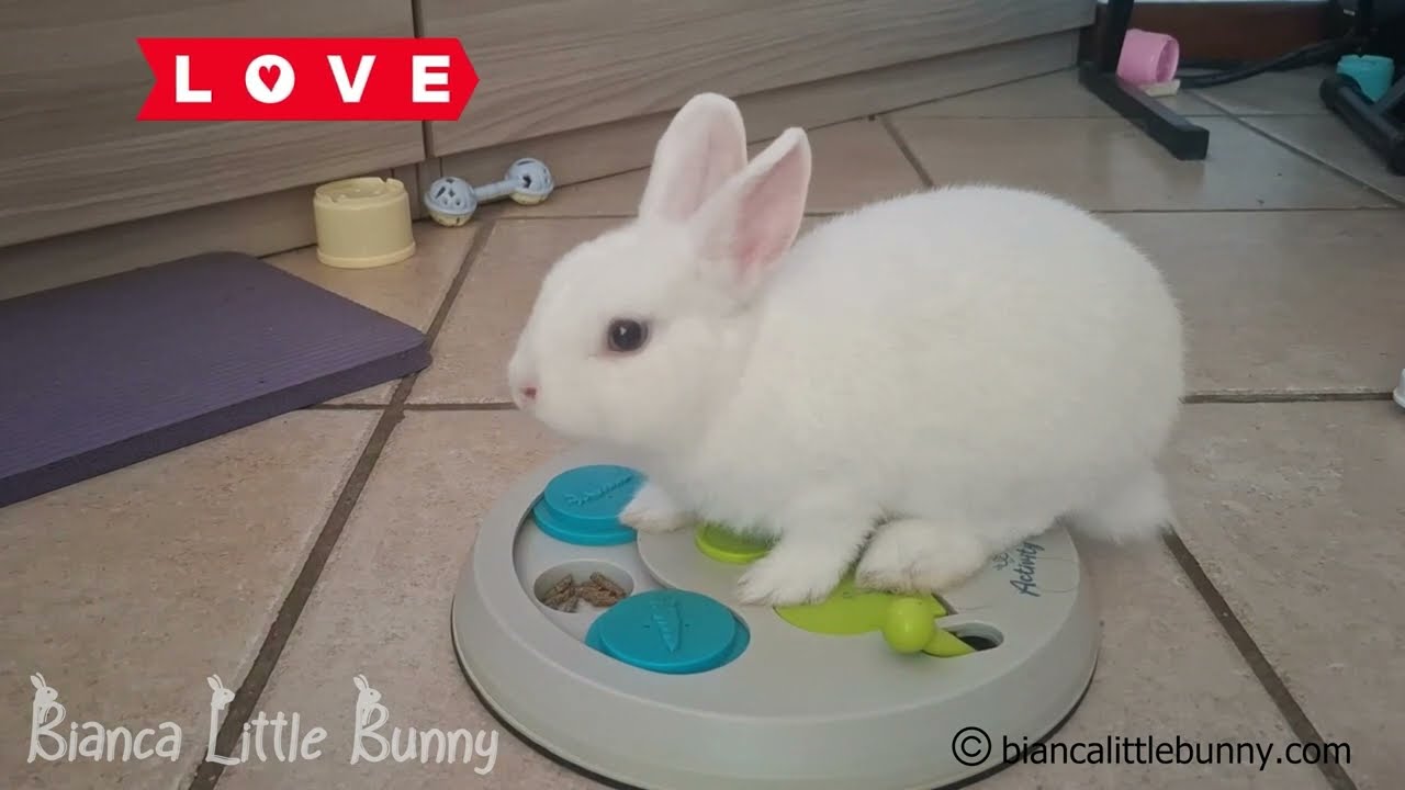✨Bianca & Neve: le conigliette pi&ugrave; dolci e divertenti del web! 🐰💕