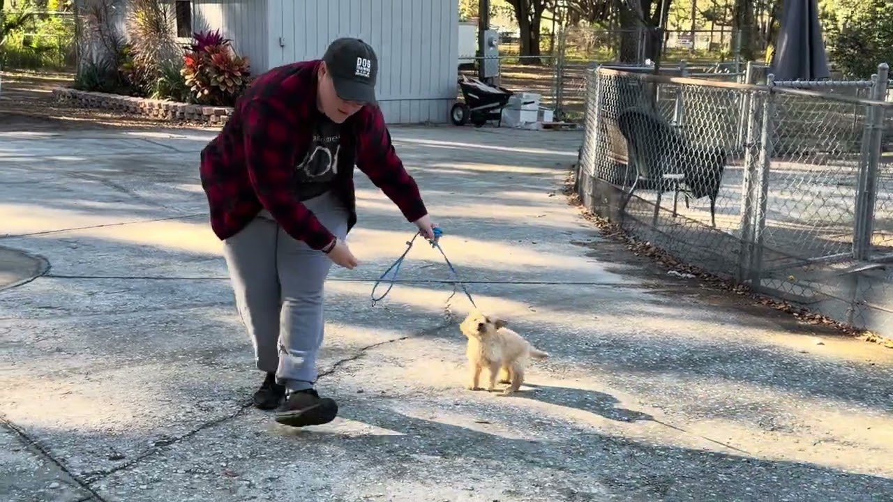 Linus-BEFORE TRAINING