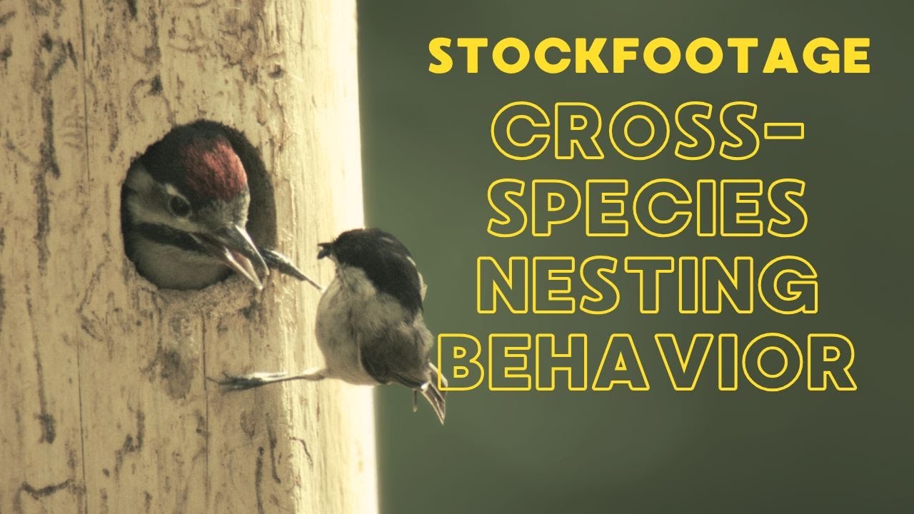 Never-Seen Wildlife Behavior &ndash; Marsh Tit Feeding Woodpecker Chicks | 4K RED Footage #stockfootage