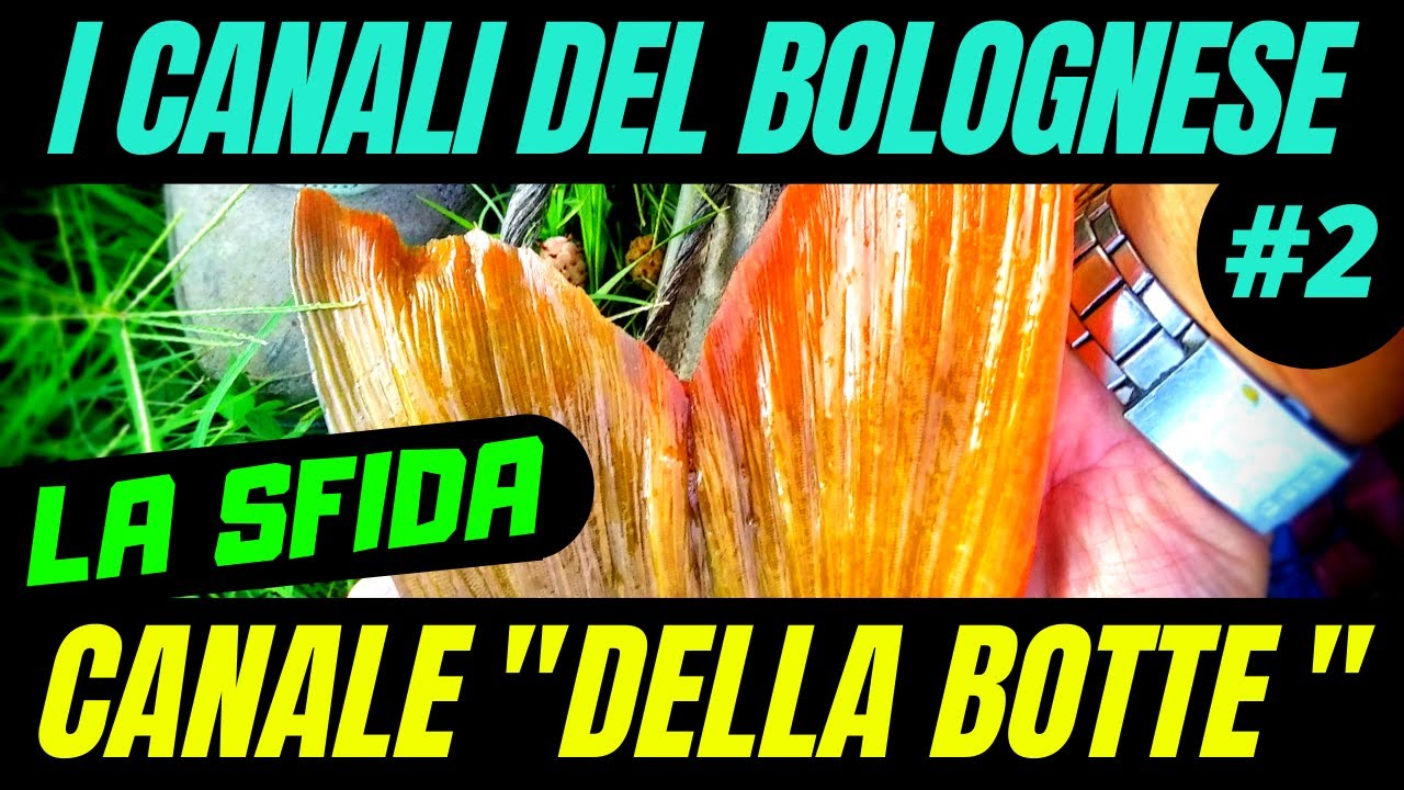 CARPFISHING Vs. BOLOGNESE ★ Canale DELLA BOTTE ★ CANALI DEL BOLOGNESE 2 ★ Canale Emiliano Romagnolo