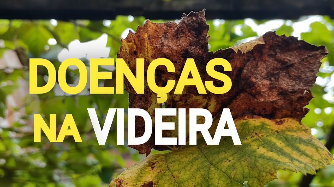 Doenças na Videira, Veja como resolver