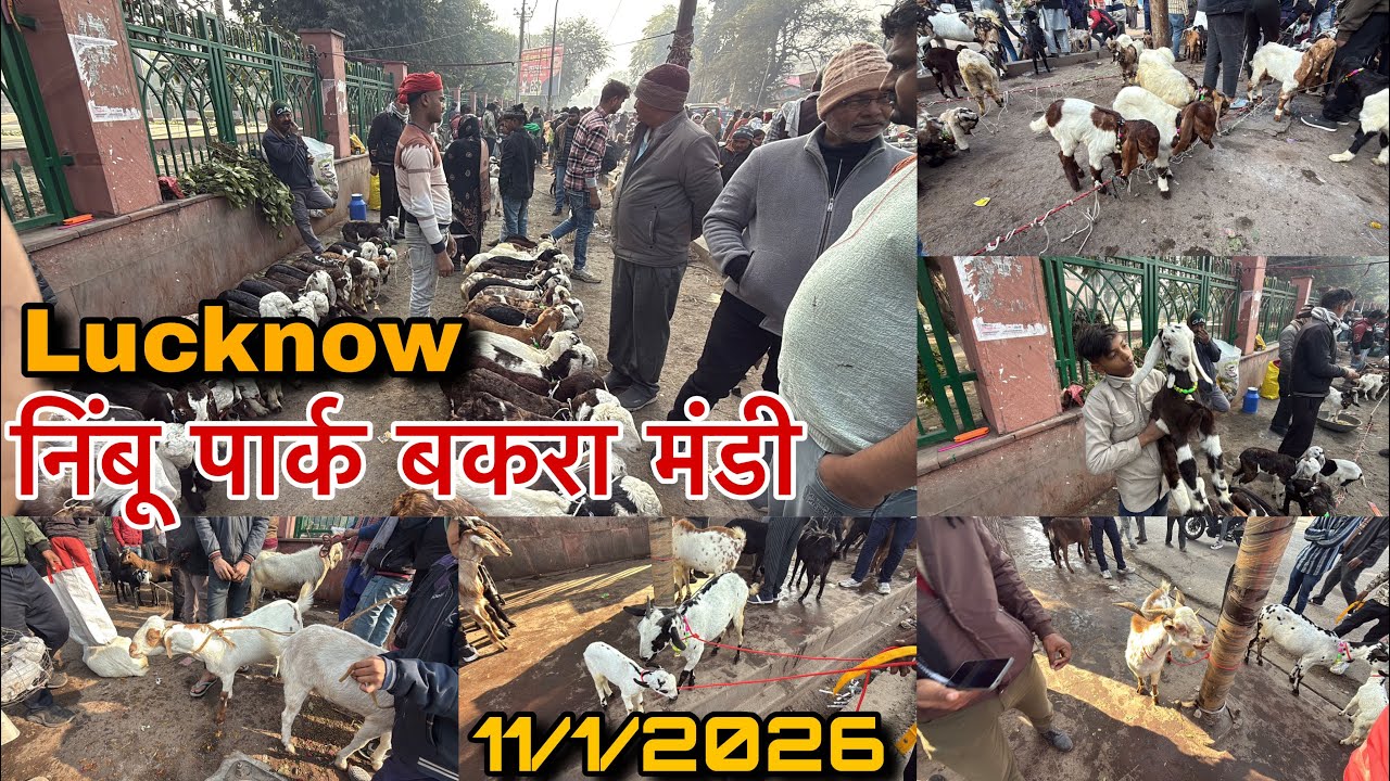Lucknow निंबू पार्क बकरा मंडी 2026 | 11/1/2026 | Sunday bakra mandi | mandi rate 