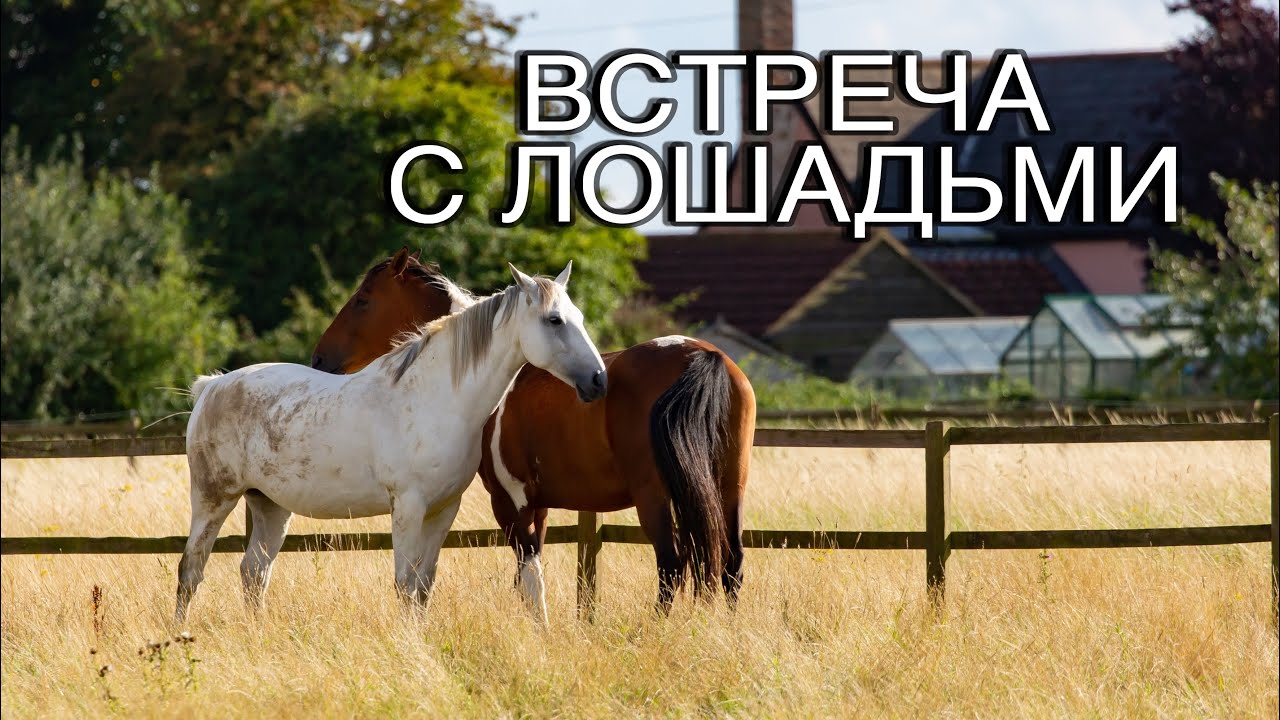 Поездка в конюшню! #поездка #семья #лошади #мамавдеревне #любовь #конюшня