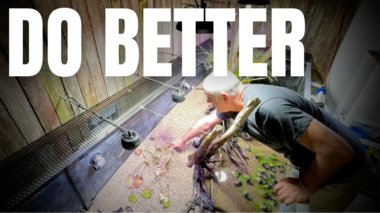 Aquascaping a 12ft Native Planted Aquarium : Big Fish Deserve Better!!