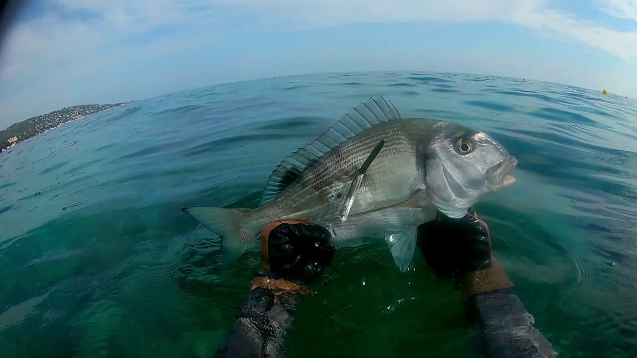 chasse sous marine pour les débutants conseils et techniques