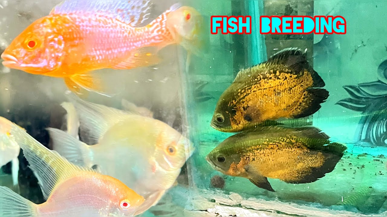 Angel fish breeding | oscar breeding | cichlids breeding আমার বাড়ির 2025 এর ব্রীড এর জন্য
