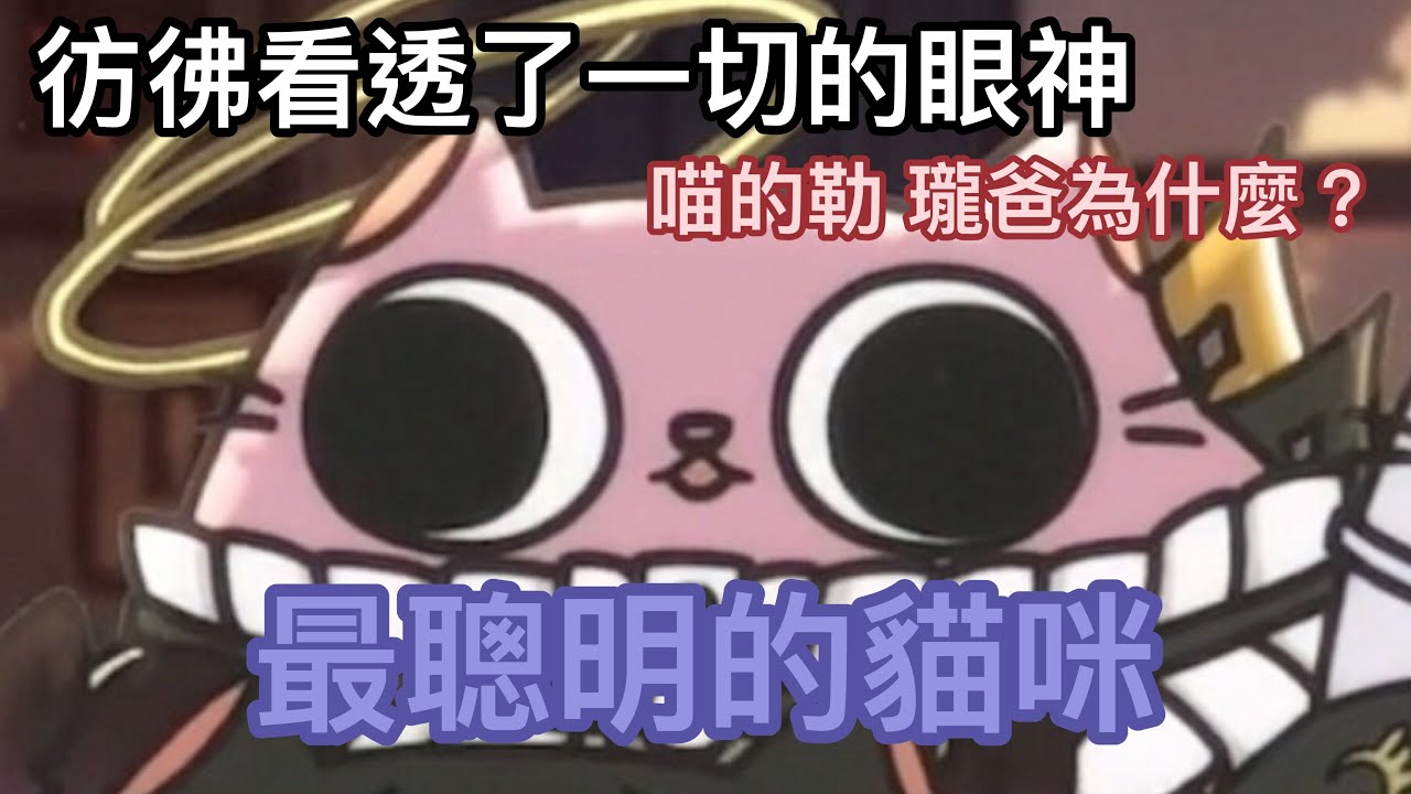 【涅默精華】史上最聰明的貓咪！？竟被熙喵說成像是吉娃娃！？