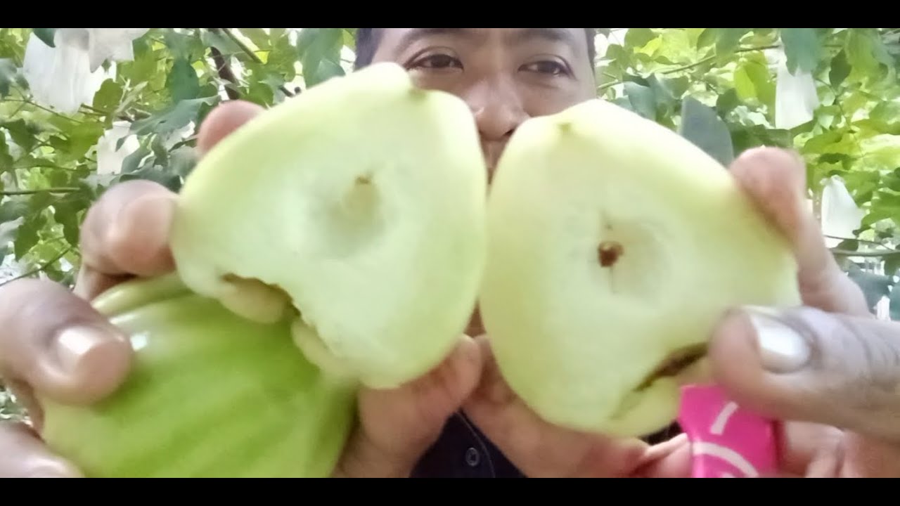 MELIHAT JAMBU AIR CINCALO HIJAU/TEBU