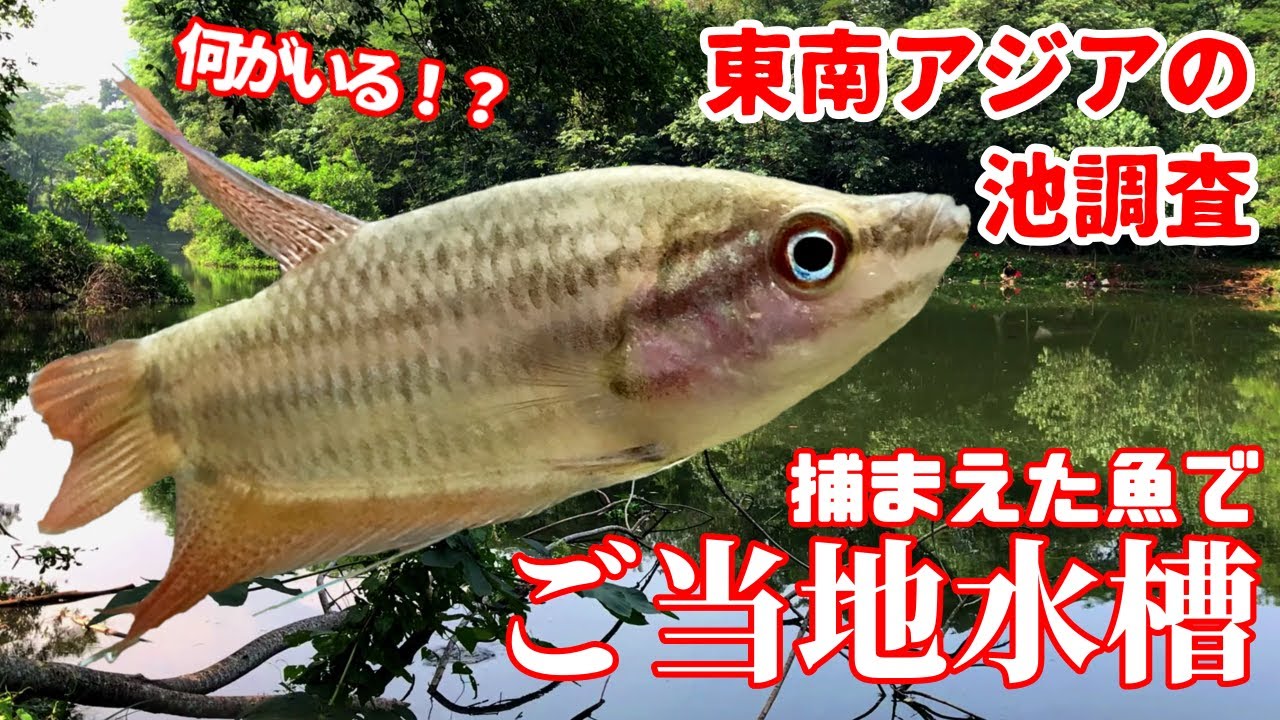 【アクアリウム/熱帯魚】冒険/東南アジアの池で何が生息するのか調査してみたらおもしろい魚を捕獲/お池の魚で割とイケてるご当地水槽できた/グーグルマップで川ガサガサシリーズ第二弾/【外国の川魚水槽】