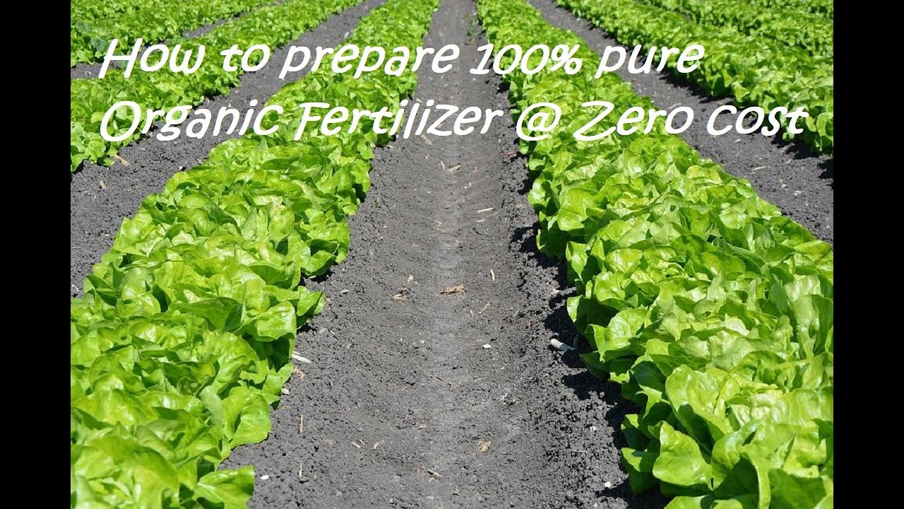 How to prepare 100% Pure Organic Fertilizer @ Zero Cost