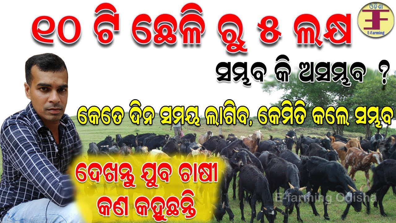୧୦ ଟି ଛେଳି ରୁ ୫ ଲକ୍ଷ ( ଦେଖନ୍ତୁ ଯୁବ ଚାଷୀ କଣ କହୁଛନ୍ତି ) କେତେ ଦିନ ସମୟ ଲାଗିବ. Goat farming in odisha.
