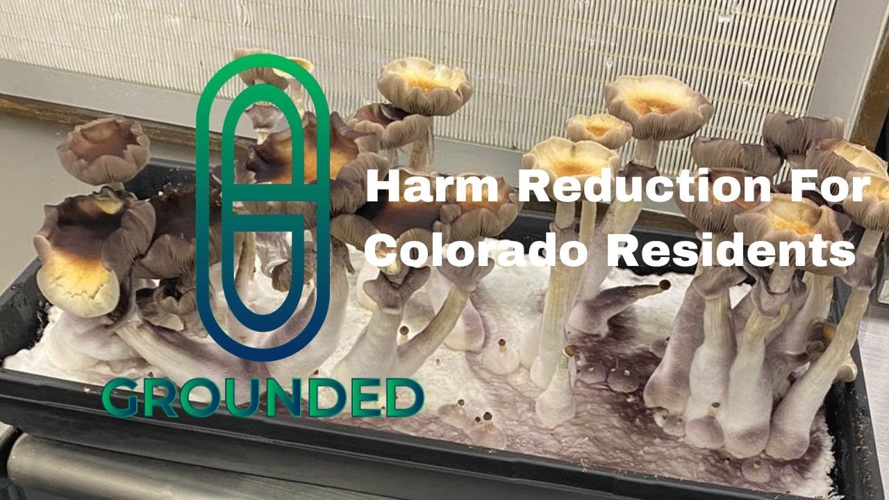 Exploring the World of Psilocybin: Education, Safety, and Legal Insights with Grounded