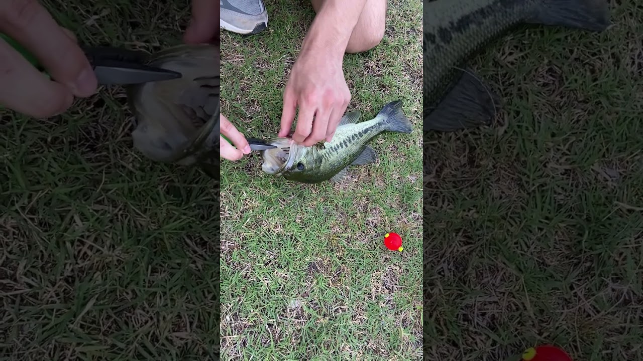 🎣Removing hook from fish mouth with minimal harm #fishing #Rescue #shorts #viral 🔥