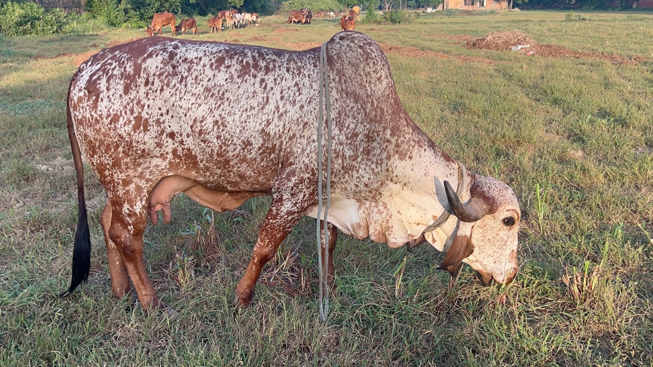 100% pure Kabri Gir Cow for sale | 9818760016 | 