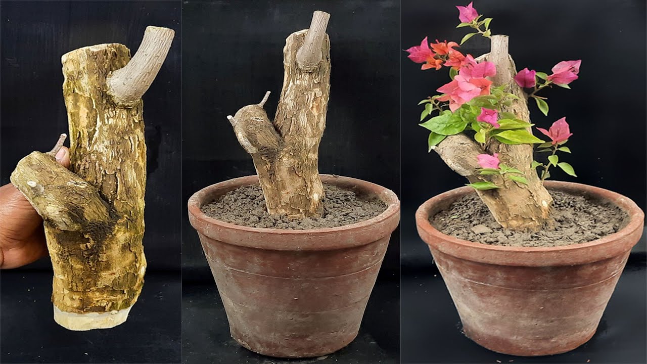 How to Grow a Bougainvillea Cuttings from Big Trunk Cuttings