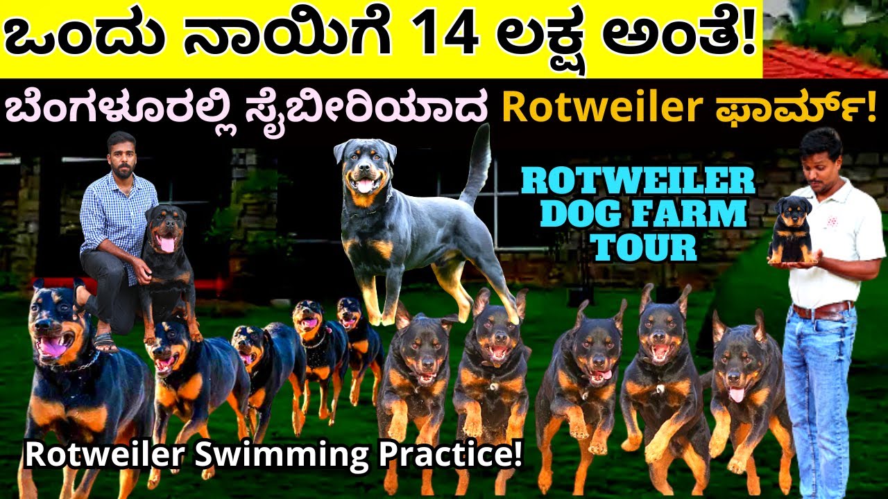 Rottweiler Dog Farm Tour-