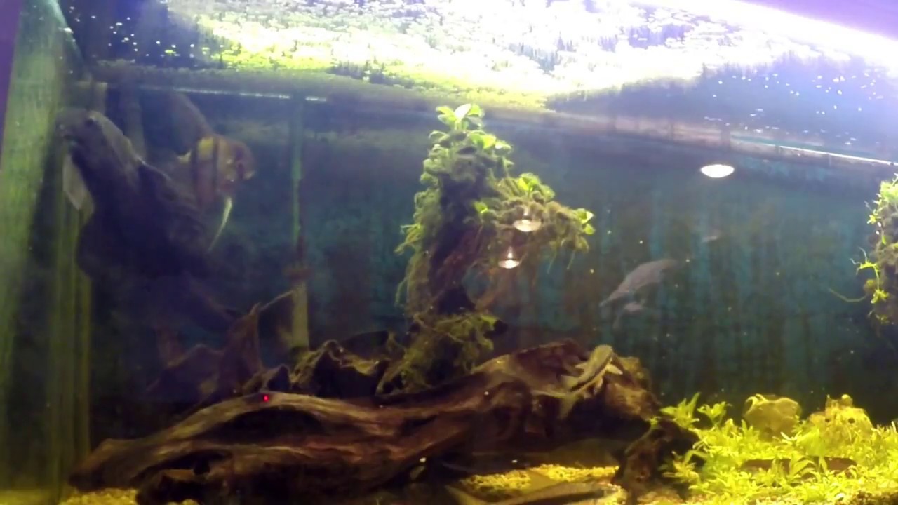 Tummaleväpleko (Armored Catfish / Liposarcus multiradiatus)