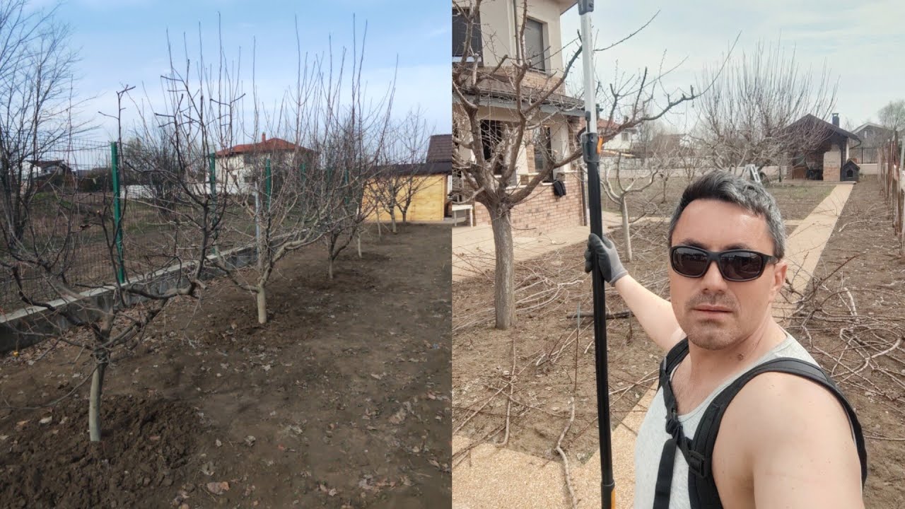 Tăierile la pomii fructiferi într-o livadă de familie ,cum am executat tăierile 🍏🍐🍒🍑🫐✂️✅