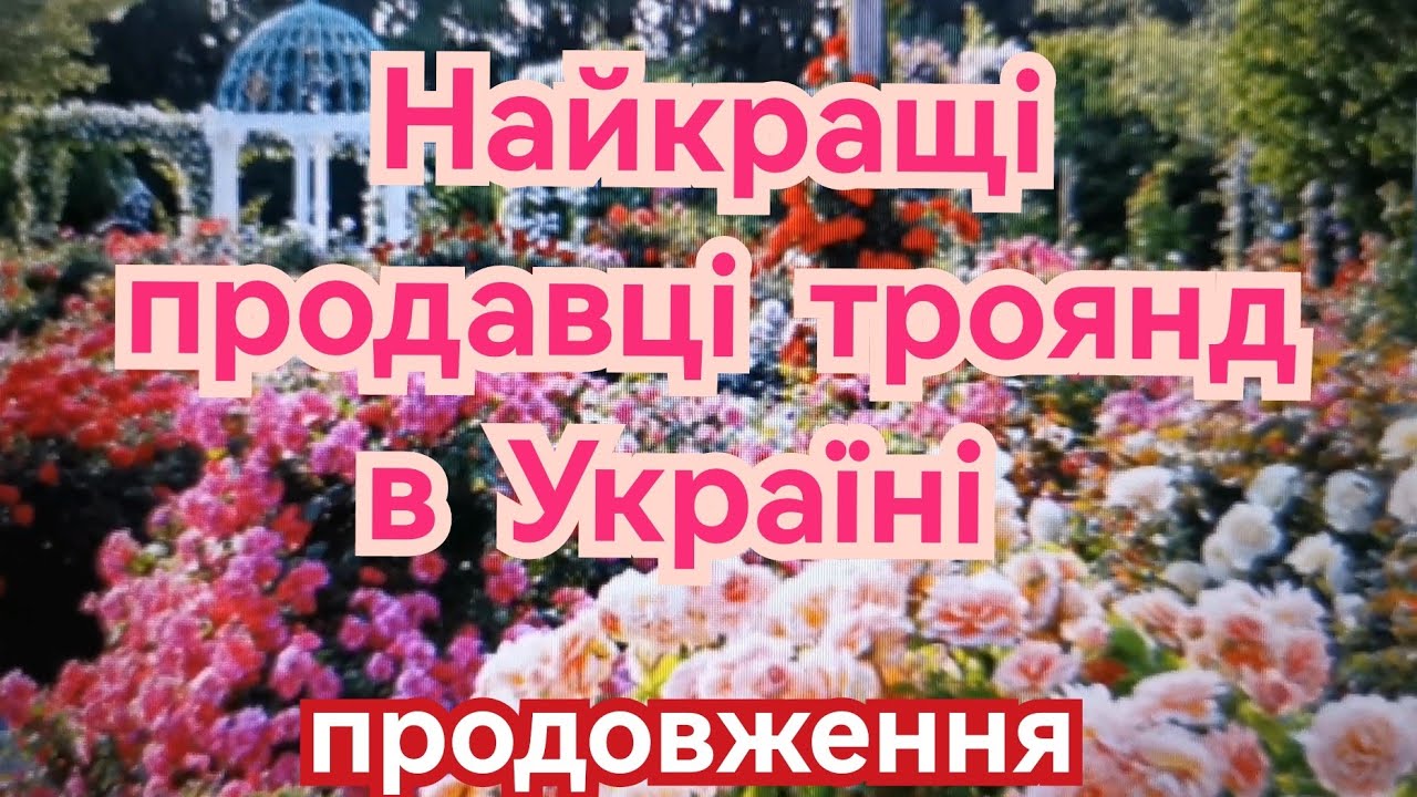 Улюблені продавці саджанців троянд🌹♥️ ( а також ті, яких розлюбила😉)