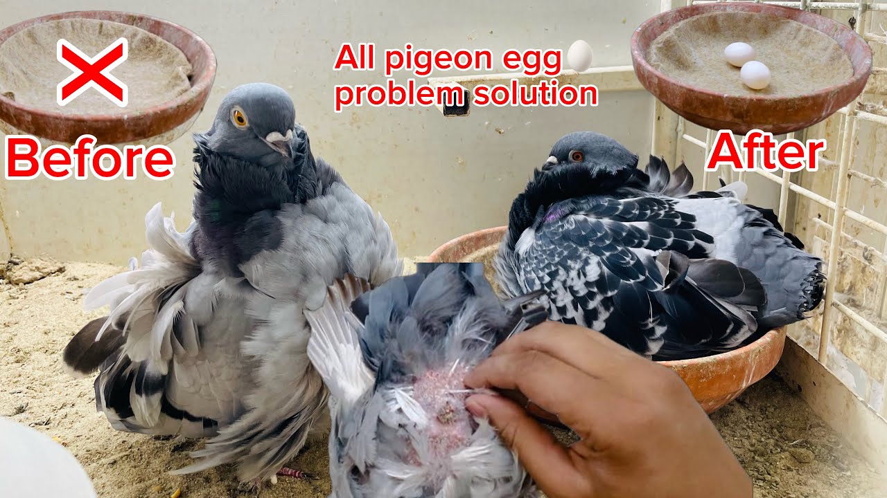 How to pigeon egg problem ?  Solution of  pigeon egg problem 🤔||#pigeon #kabutar  #YouTube video 