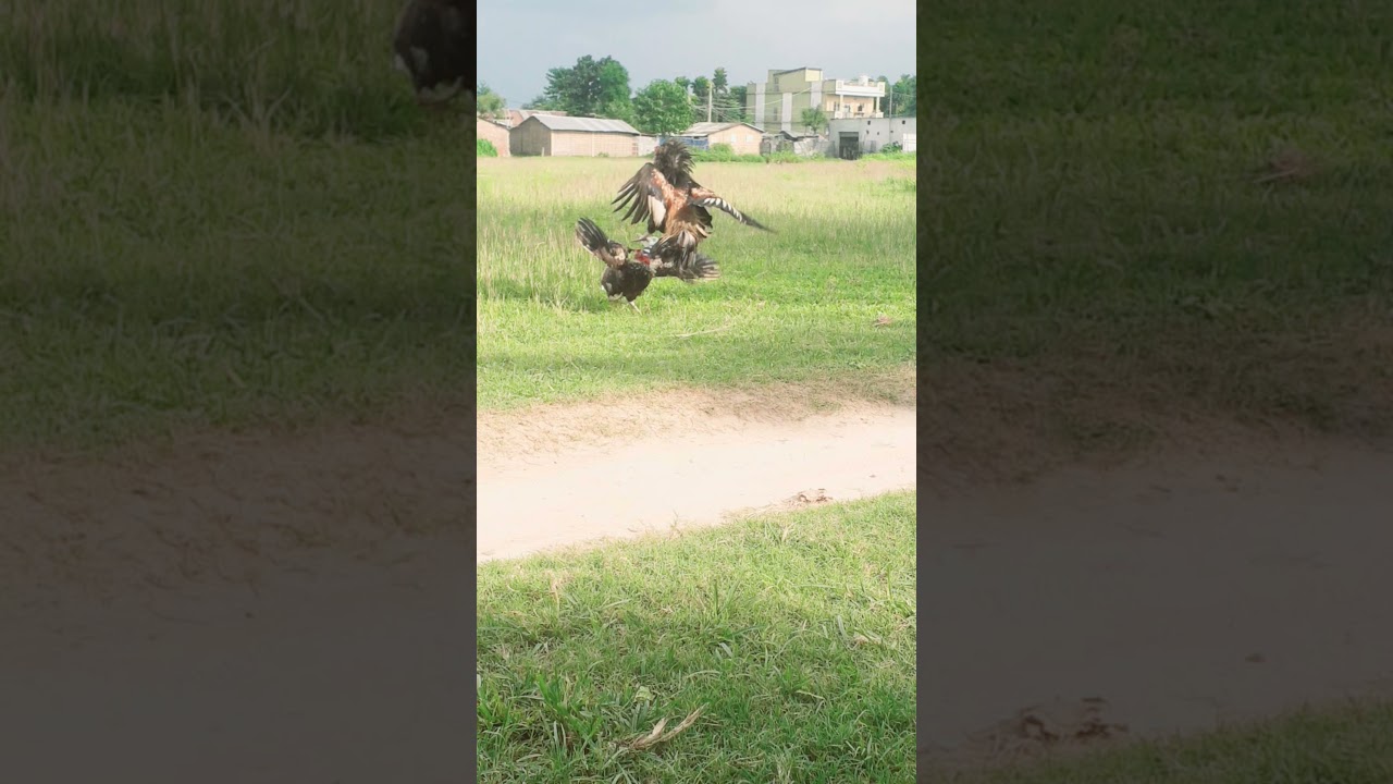 Real cock fight live 🐔🐔🐔