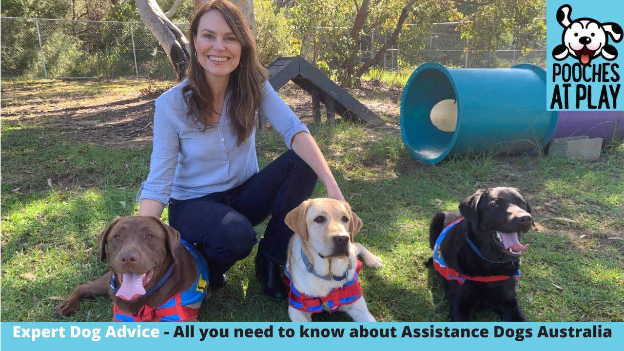 Assistance Dogs Australia: All you need to know - Expert Dog Advice | S5 Ep3 | Pooches at Play
