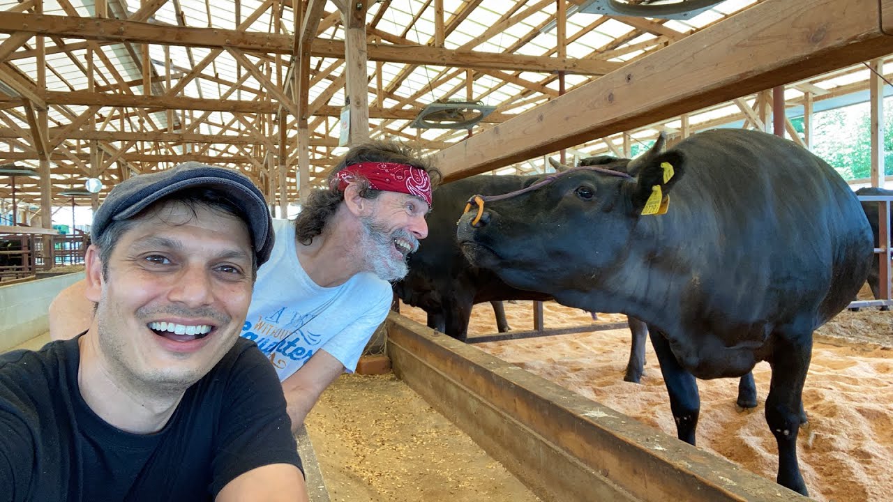 Japanese Wagyu Ranch Experience | How do they live?